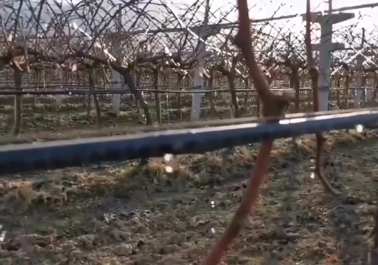 Drip Irrigation Pipe for Grapes