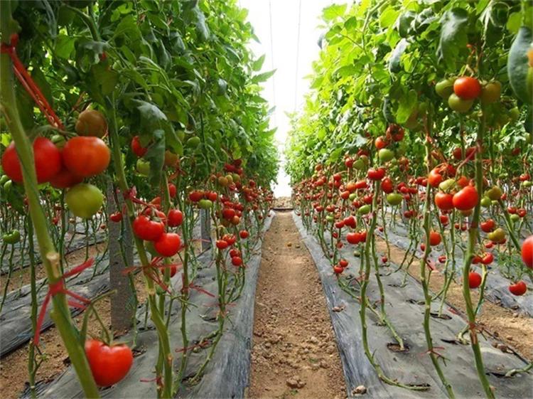 Drip Irrigation for Tomatoes