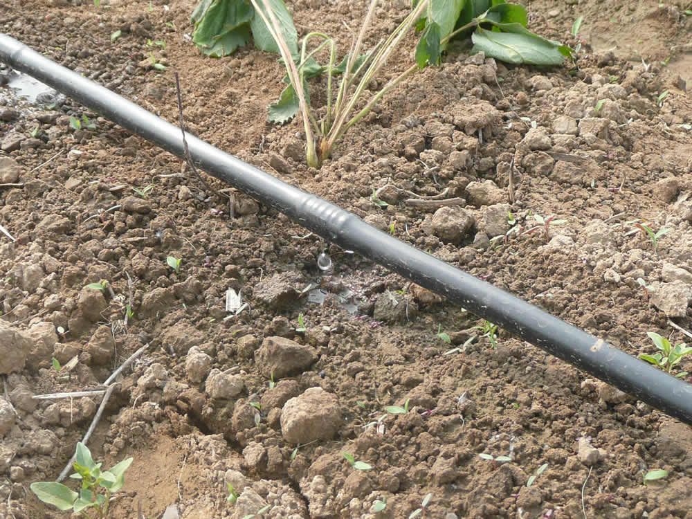 Drip Irrigation for Vegetable Seedlings