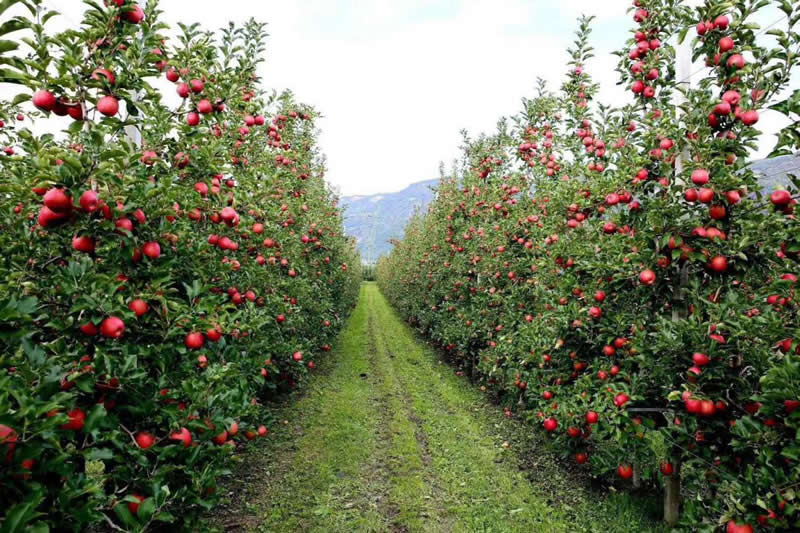 Orchard Irrigation