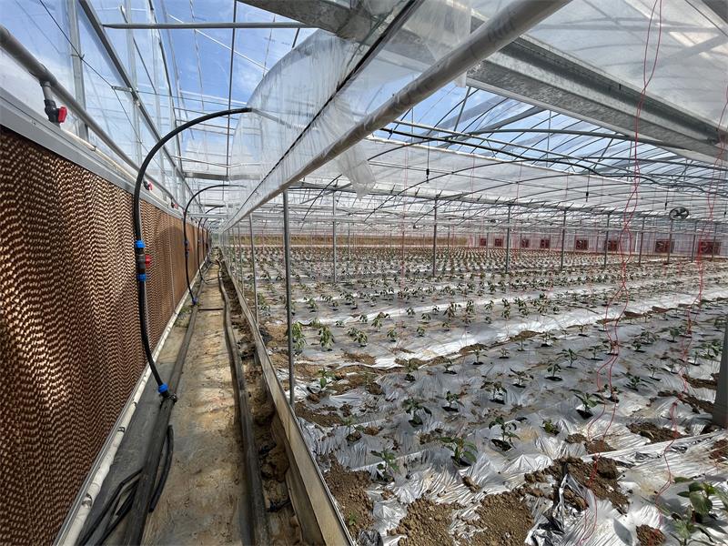 Greenhouse Irrigation