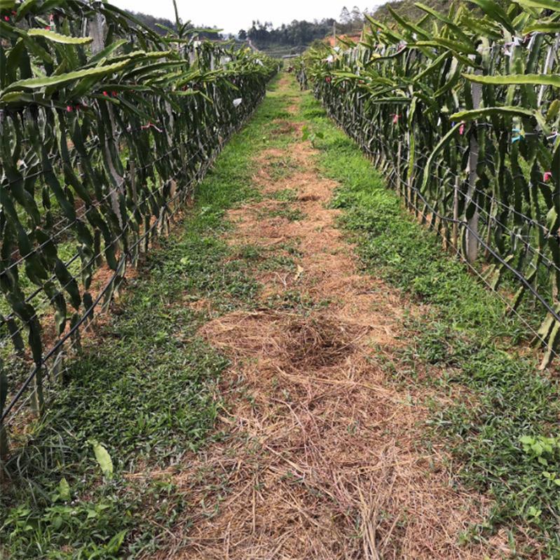 Cylindrical Drip Irrigation Pipe for Pitaya post thumbnail image