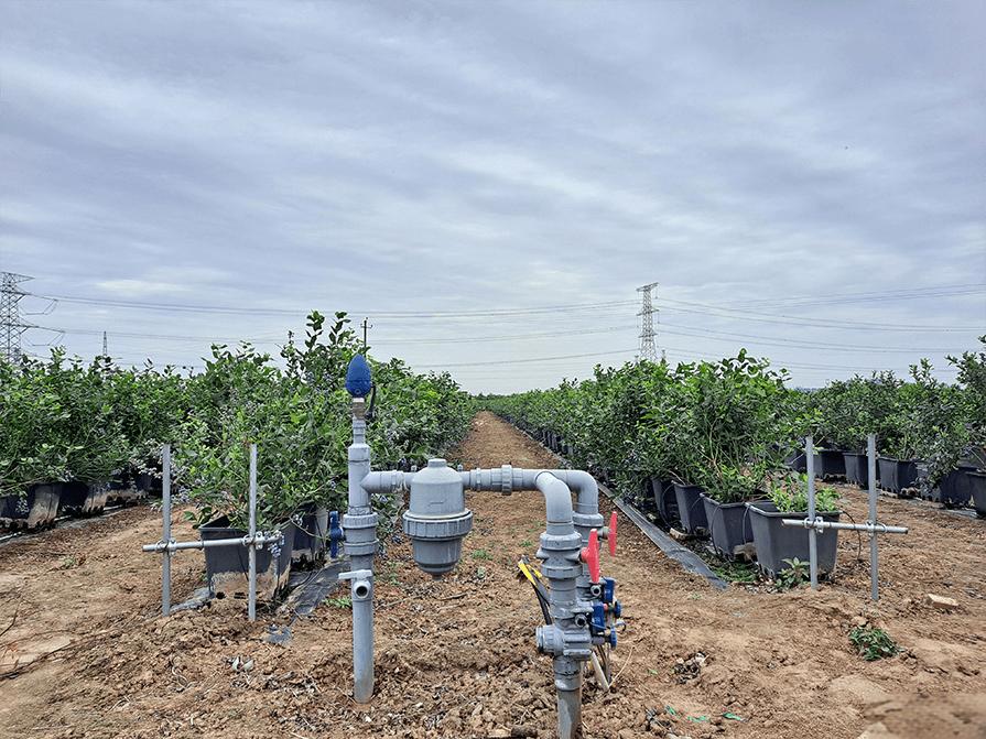 Drip Irrigation System in Orchards post thumbnail image