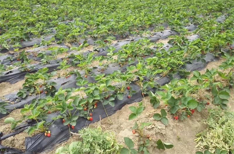 Drip Irrigation for Strawberries post thumbnail image