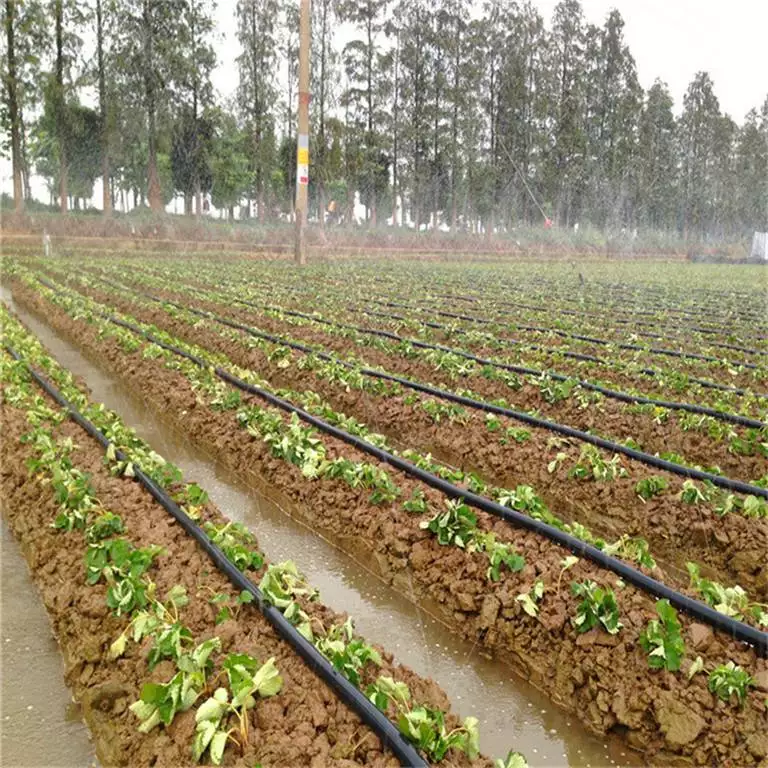 Micro-sprinkler irrigation